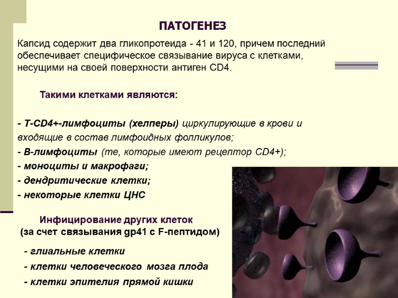 Капсид содержит два гликопротеида - 41 и 120, причем последний обеспечивает специфическое связывание вируса
